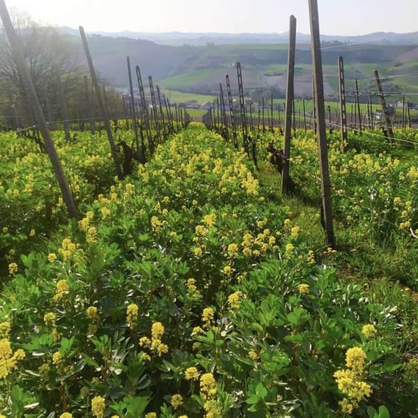 Azienda Agricola Distina - Claudio Campaner