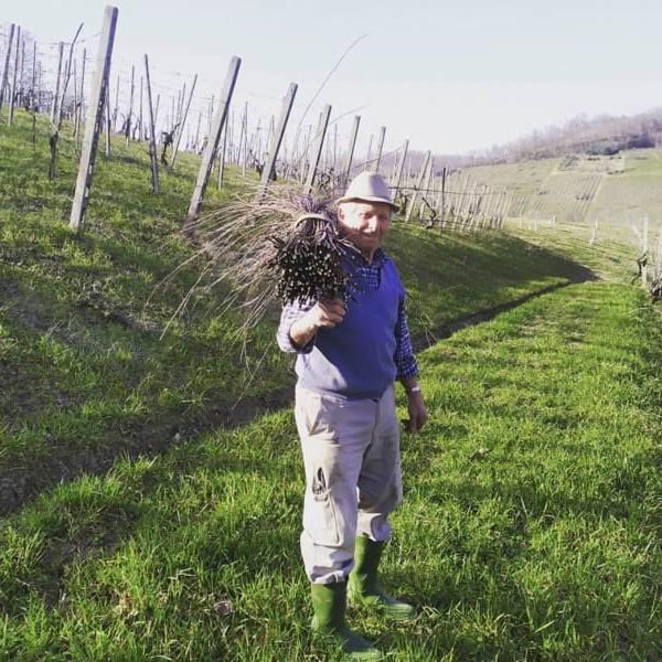 Azienda Agricola Distina - Claudio Campaner