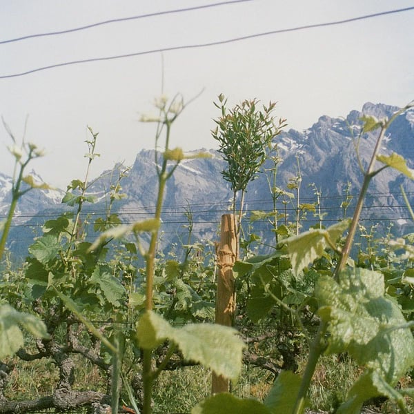 Cave Clément Magliocco - Clément Magliocco