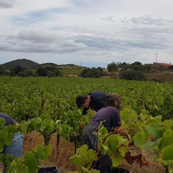 Domaine Les Terres De Mallyce - Corinne & Yves Soto