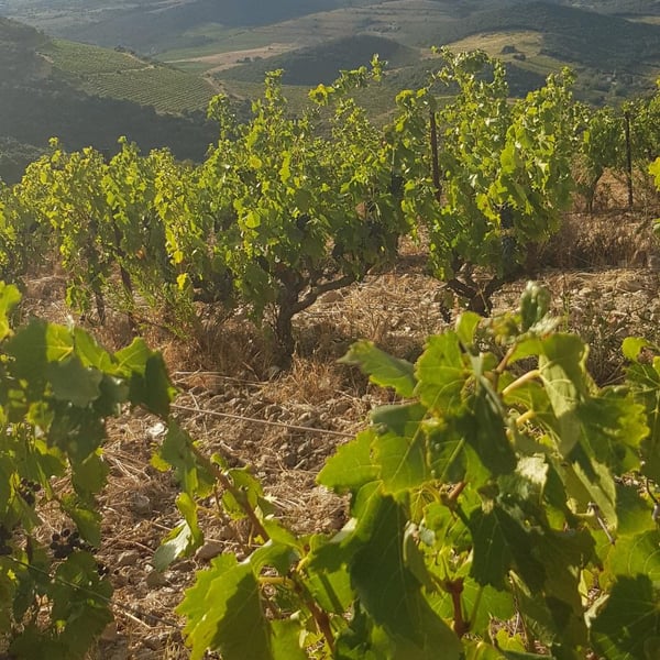 Domaine Les Terres De Mallyce - Corinne & Yves Soto