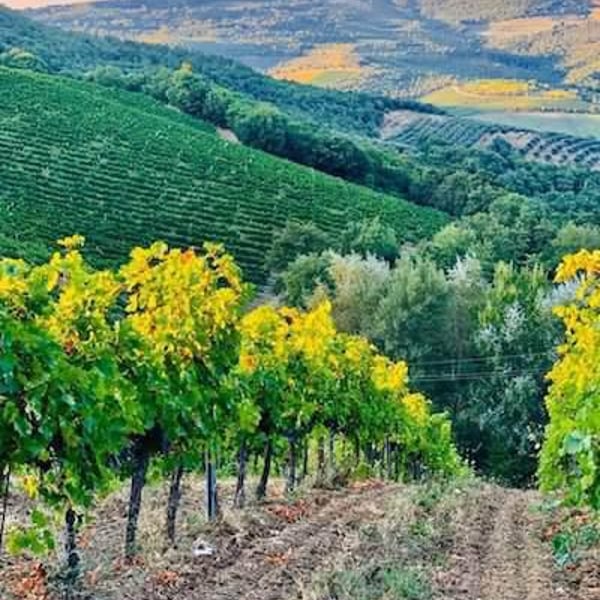 Programma Agricolo Dinamo - Danilo Marcucci, Rachele, Simone & Danilo Nofrini