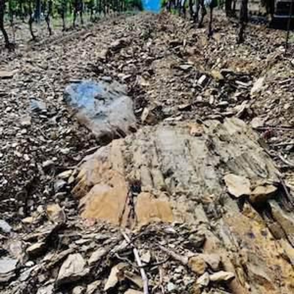 Programma Agricolo Dinamo - Danilo Marcucci, Rachele, Simone & Danilo Nofrini