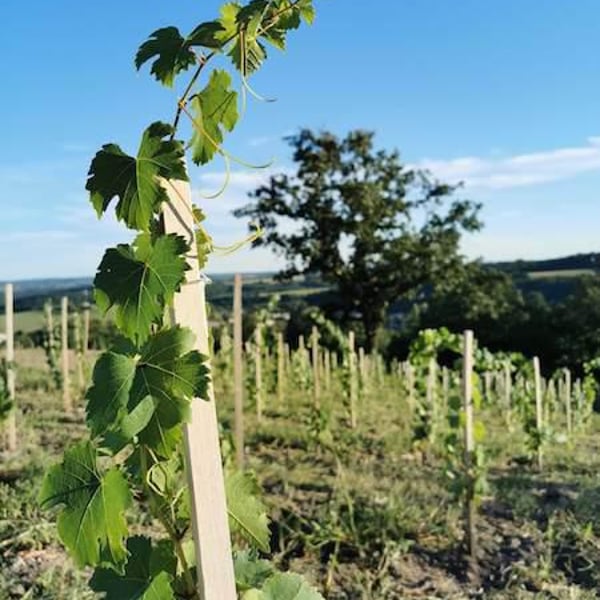 David Papillon & Darina Géciová