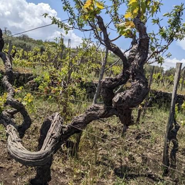 Etnella - Davide Bentivegna