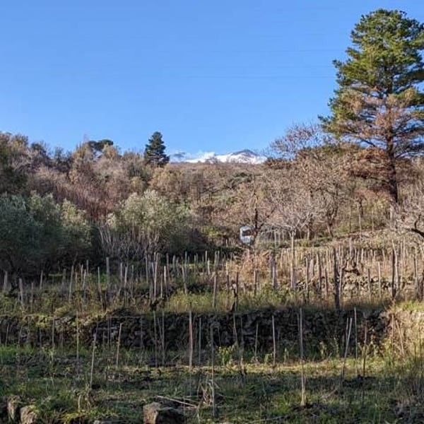 Etnella - Davide Bentivegna