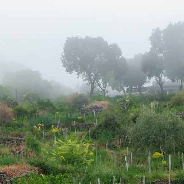 Etnella - Davide Bentivegna