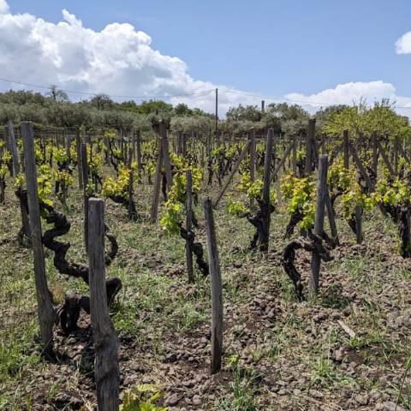 Etnella - Davide Bentivegna