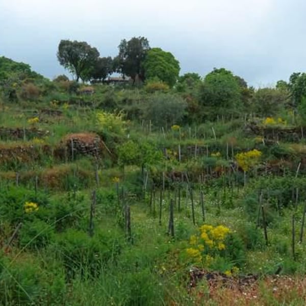 Etnella - Davide Bentivegna