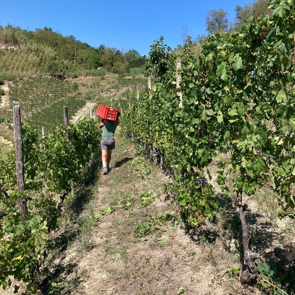 Casa Tallone - Davide & Matteo Sacchetto