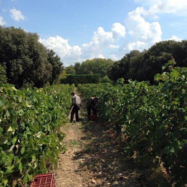Domaine Hauvette - Dominique Hauvette