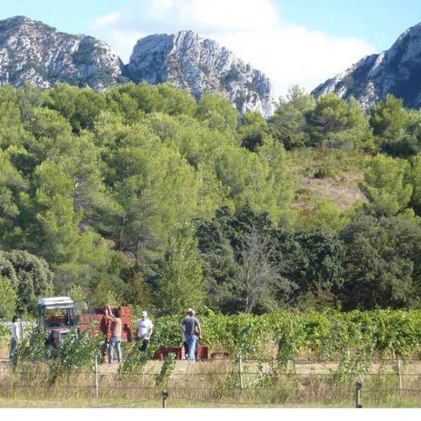 Domaine Hauvette - Dominique Hauvette