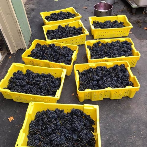 Montpelier Vineyards - Douglas Becker