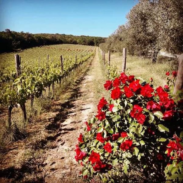 Elisa Cortese, Giovanni Adua