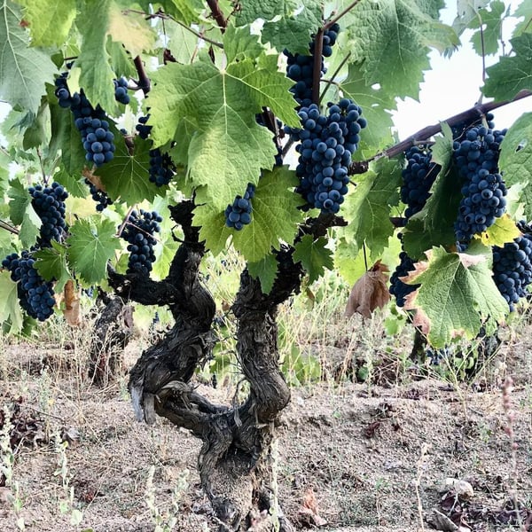 Azienda Agricola Mereu - Enrico Mereu