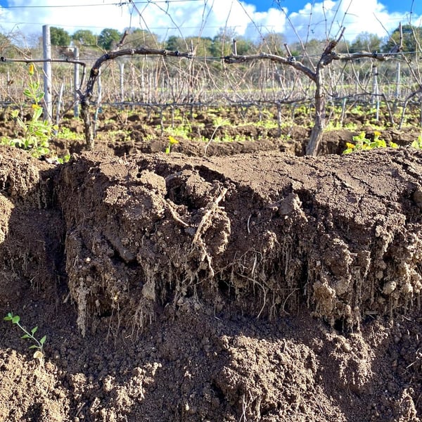 Azienda Agricola Mereu - Enrico Mereu