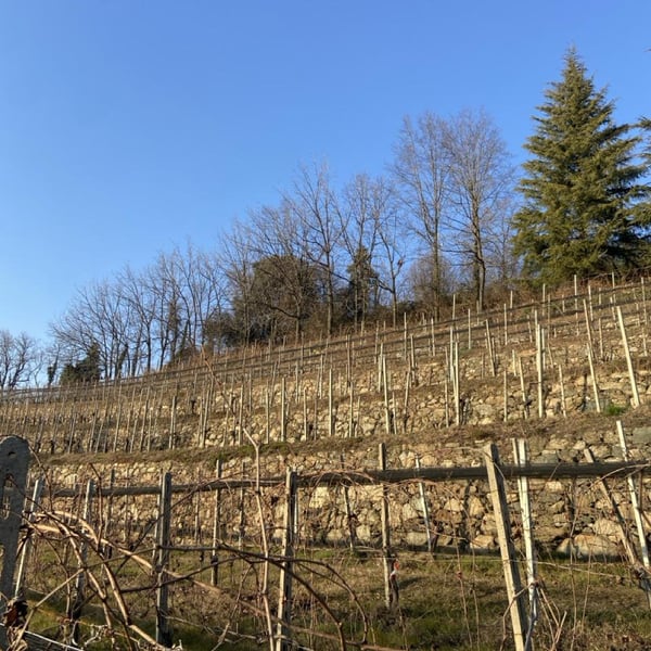 Oliviero Pastoris - Eugenio Pastoris