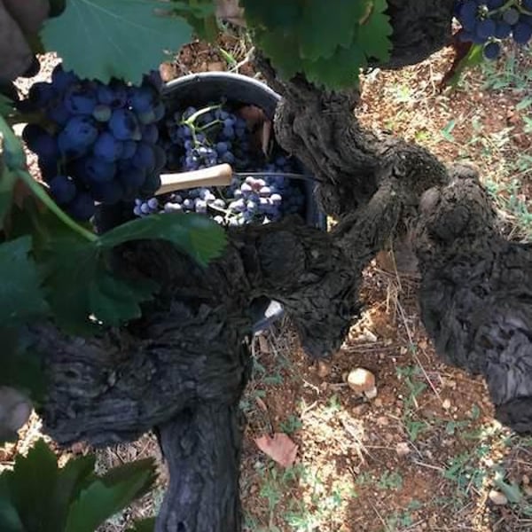 Fergus Clague - Fergus Clague