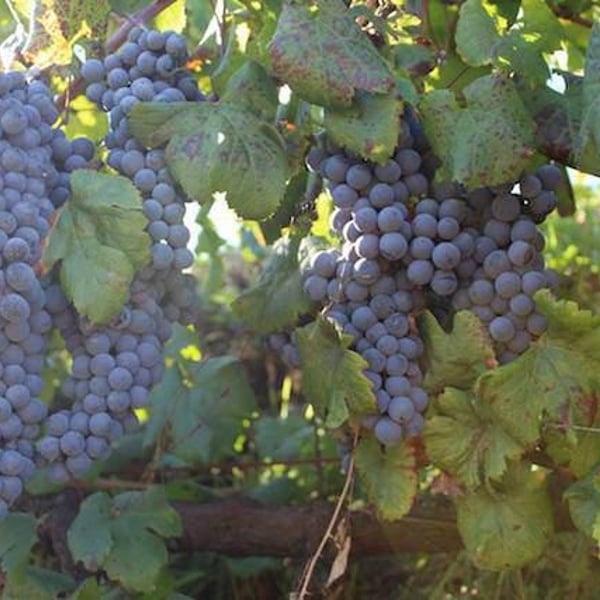 Quinta da Palmirinha - João Goucho