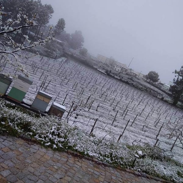 Quinta da Palmirinha - João Goucho