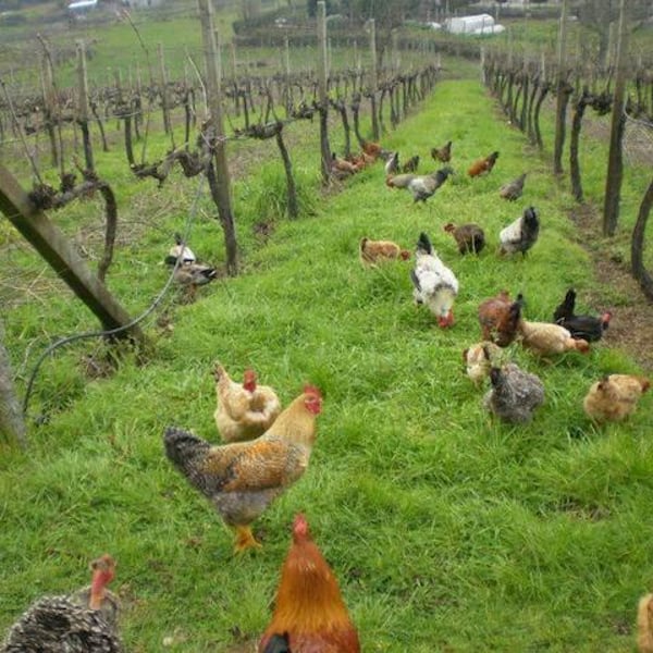 Quinta da Palmirinha - João Goucho