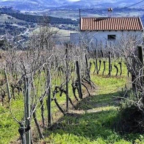 Bodegas Schatz - Friedrich Schatz