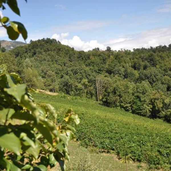 Gabriella Aleandri, Luciano Chenet