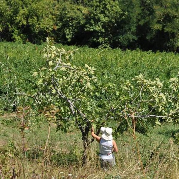 Gabriella Aleandri, Luciano Chenet
