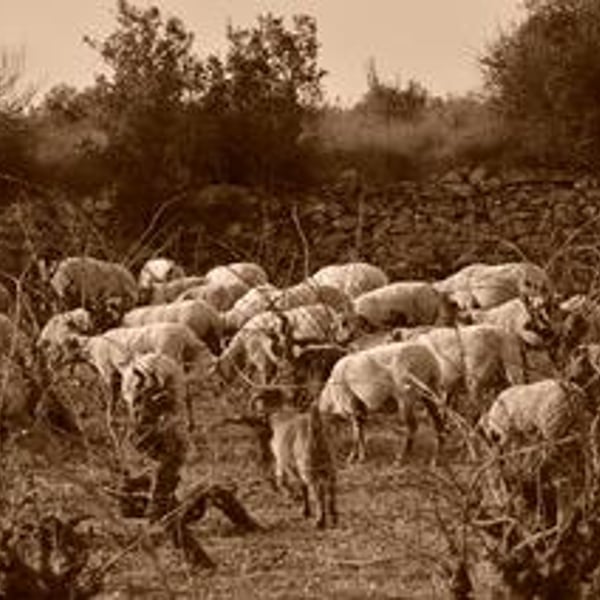 Grain D’L - Gaëlle Steunou