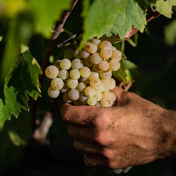 Azienda Agricola Carlo Tanganelli - Marco e Giacomo Tanganelli