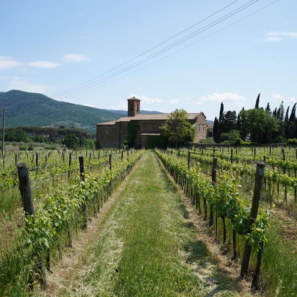 Azienda Agricola Carlo Tanganelli - Marco e Giacomo Tanganelli