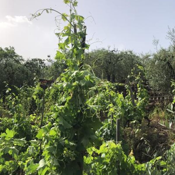 Ginger Ringer & Romain Cole