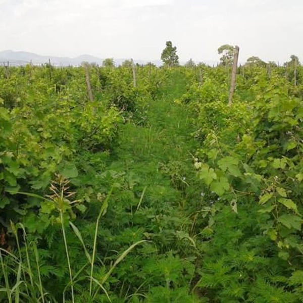 Giorgi Ghvardzelashvili