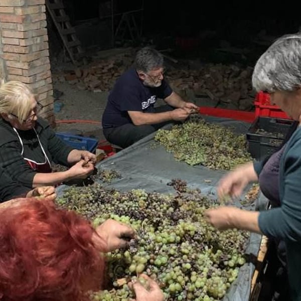 DoReMi Wine - Giorgi Tsirghvava & Mamuka Tsiklauri