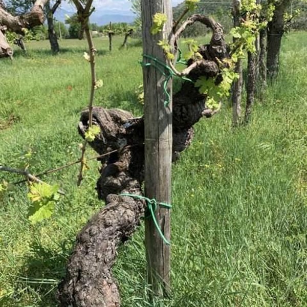 Azienda Agricola Aurete - Giovanni Vittiglio, Paolo Ingino & Eugenio Varone