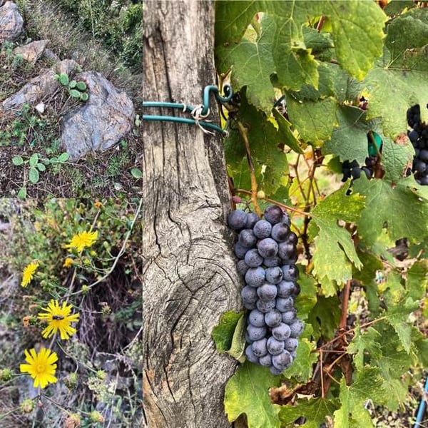 Azienda Agricola Boffalora - Giuseppe Guglielmo