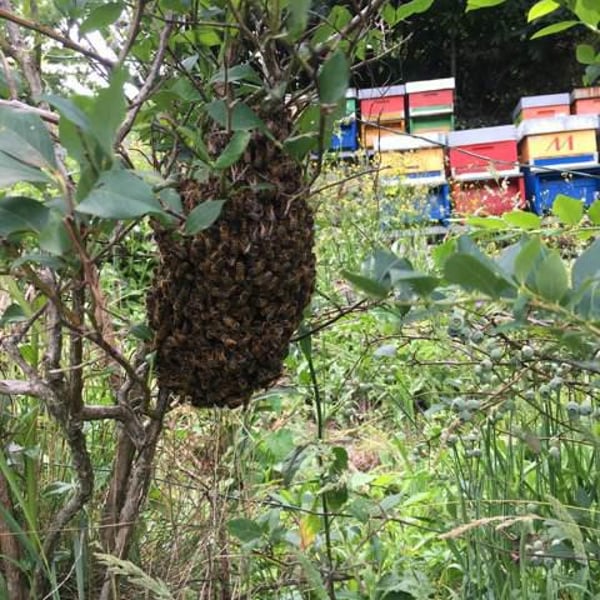 Azienda Agricola Boffalora - Giuseppe Guglielmo
