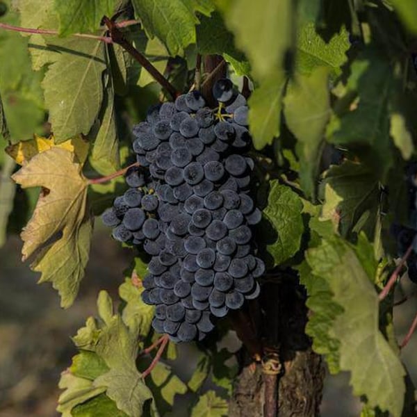 Azienda Vitivinicola Tère Rüse - Gregorio