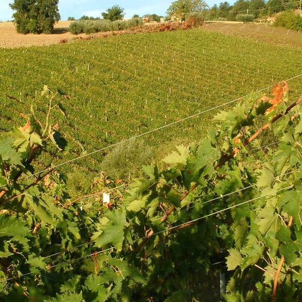 Fontorfio - Igino Brutti