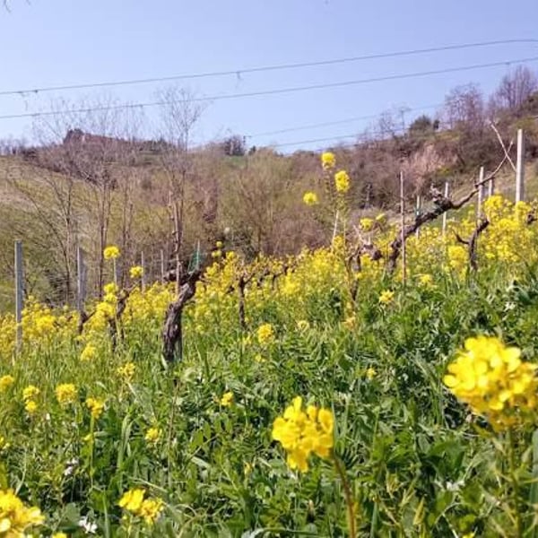 Fontorfio - Igino Brutti