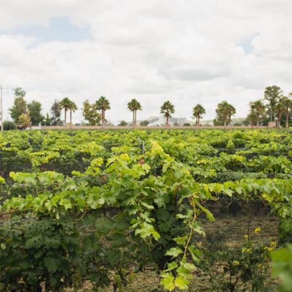 Vinos Barrigones - Jaime Niembro , Julio Rodríguez , & Daniela Jimenez