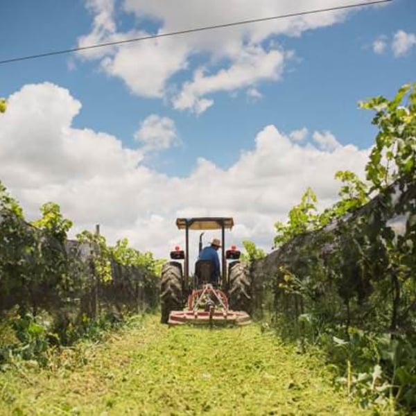Vinos Barrigones - Jaime Niembro , Julio Rodríguez , & Daniela Jimenez