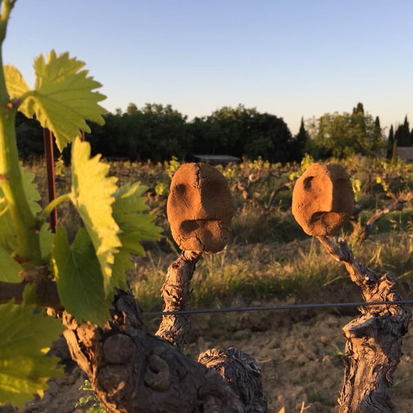 Mas de Casalas - Jérôme Hue & Isabelle Supparo