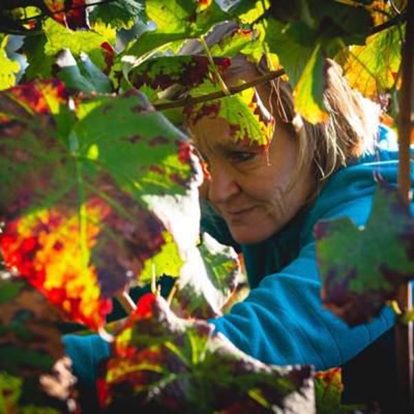 Domaine le Pigeonnier - Jocelyn Vigouroux