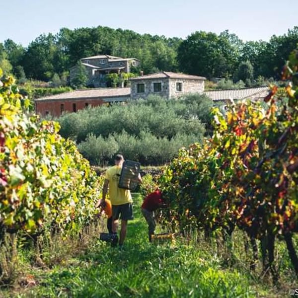 Domaine le Pigeonnier - Jocelyn Vigouroux