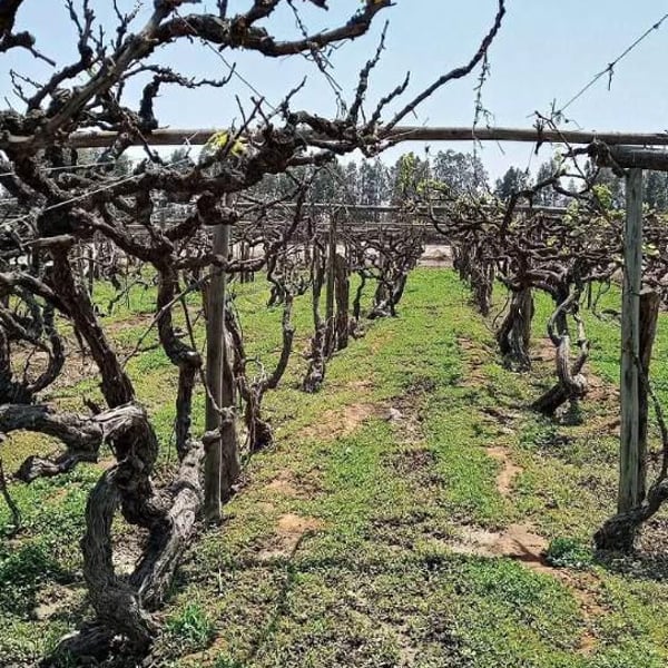 José "Pepe" Moquillaza & Matias Michelini