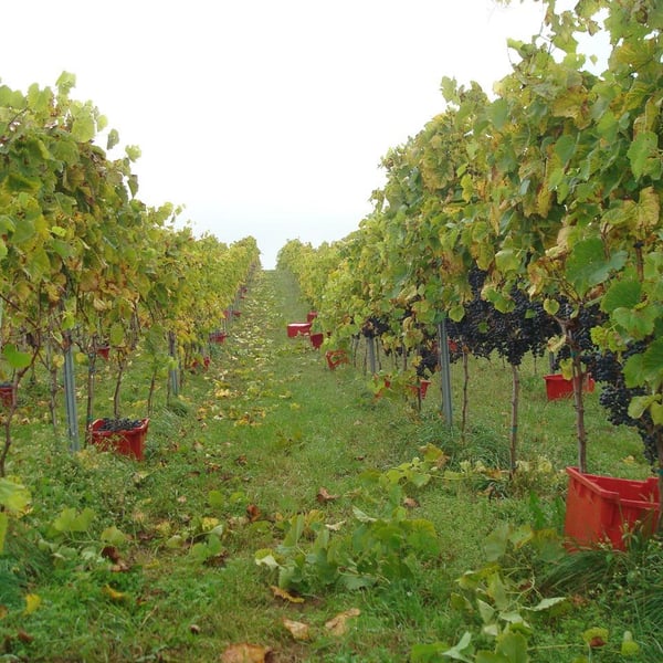 Kasia i Jacek Fluder