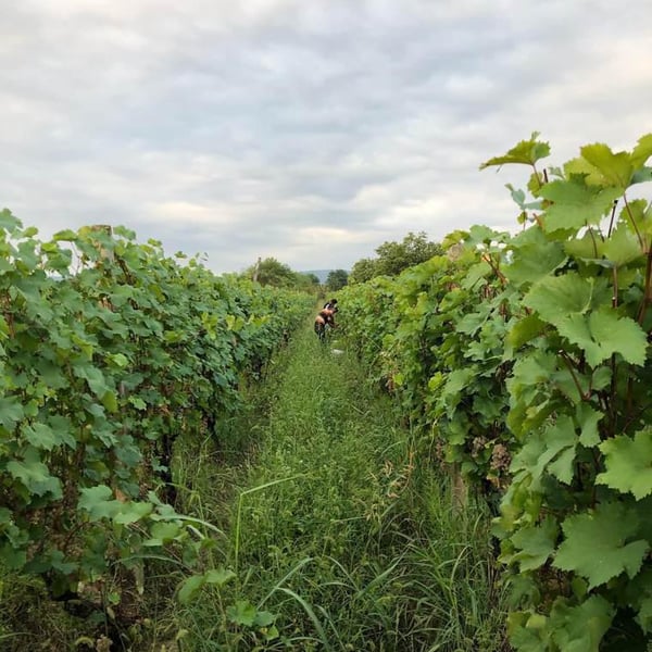 Ketevan Akolashvili & Christian Hubert