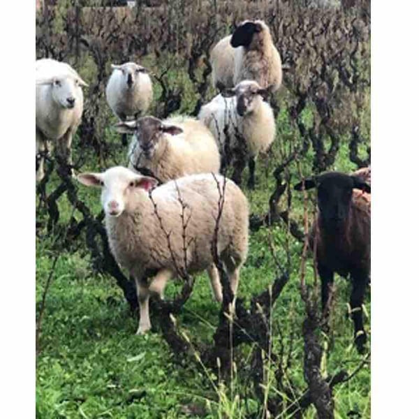 Domaine Minhae - Lan Bertrand