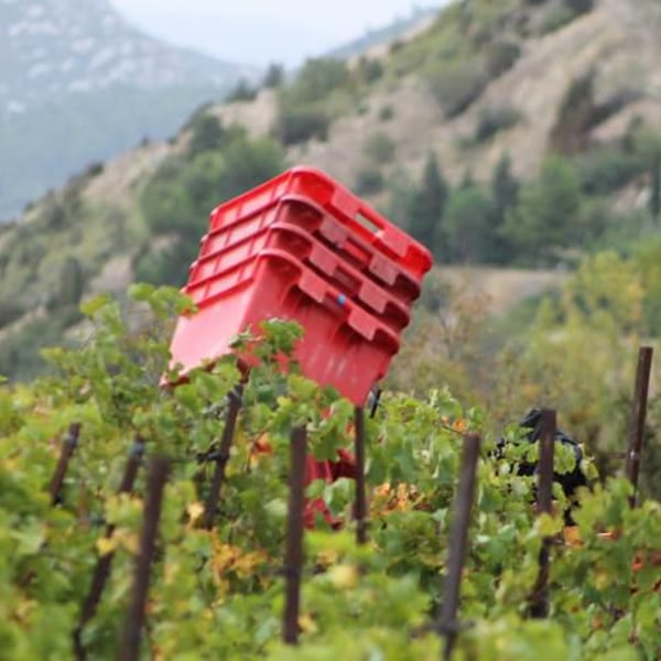 Domaine du Verdouble - Laurent Battist (CLOSED)